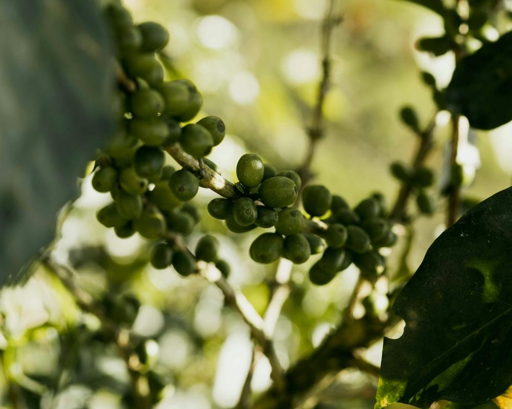 Naturvin Vs. Klassisk Vinifikation – En Sammenligning Med Kaffe Som Spejl