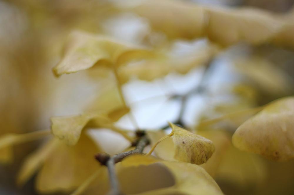 Pecorino Og Kaffe – En Uventet, Men Fascinerende Kombination