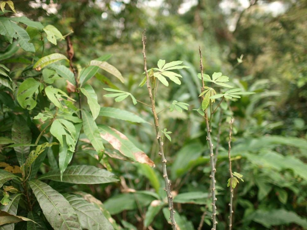 Plavac Mali – En Kaffeentusiasts Opdagelse