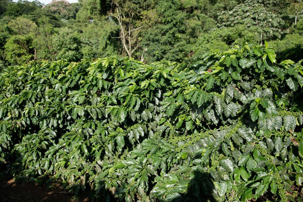 Vildsvin Og Kaffe: En Uventet Forbindelse I Naturens Verden