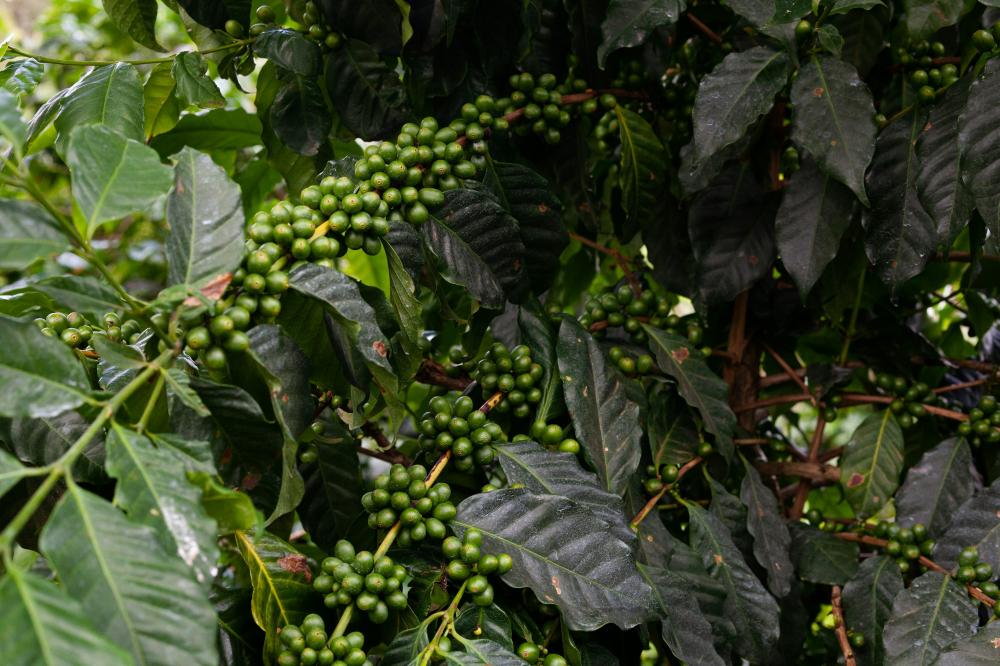 Wairarapa – New Zealands Skjulte Kaffeperle